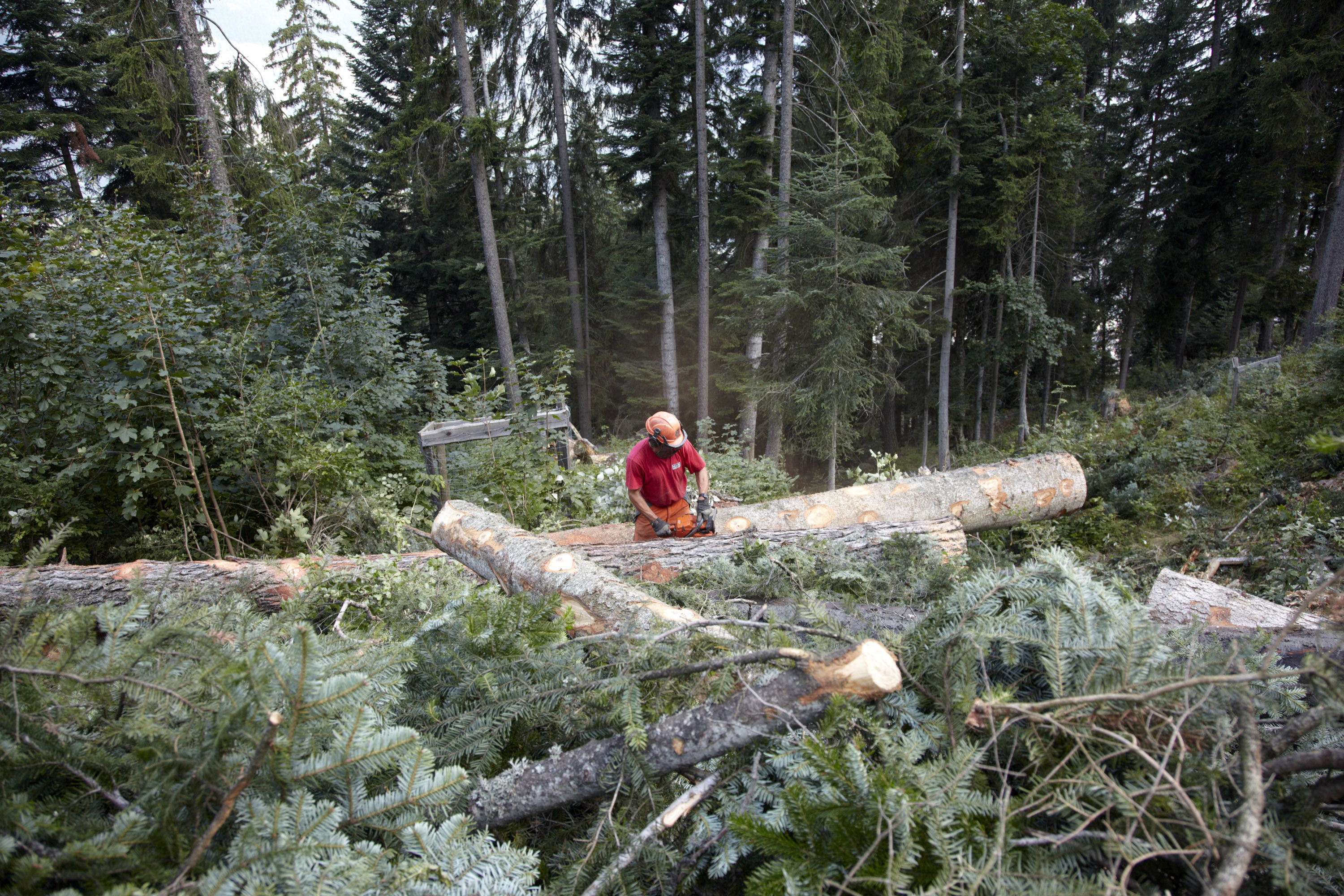 Une personne scie un tronc d'arbre abattu.